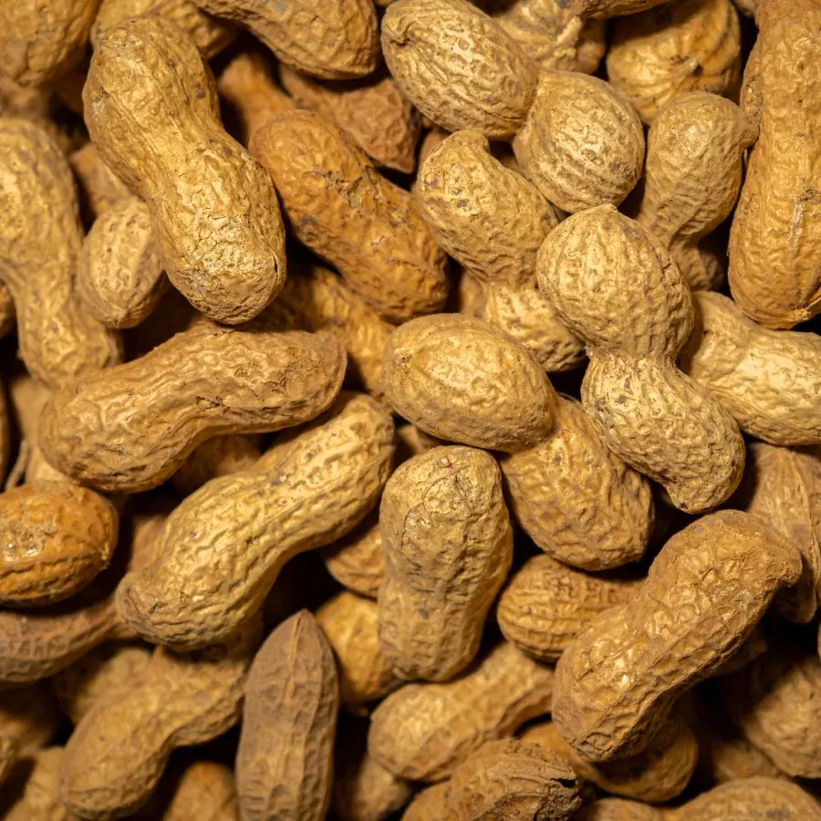 Yer Fıstığı Kabuklu Kavrulmuş 500 Gr Paket