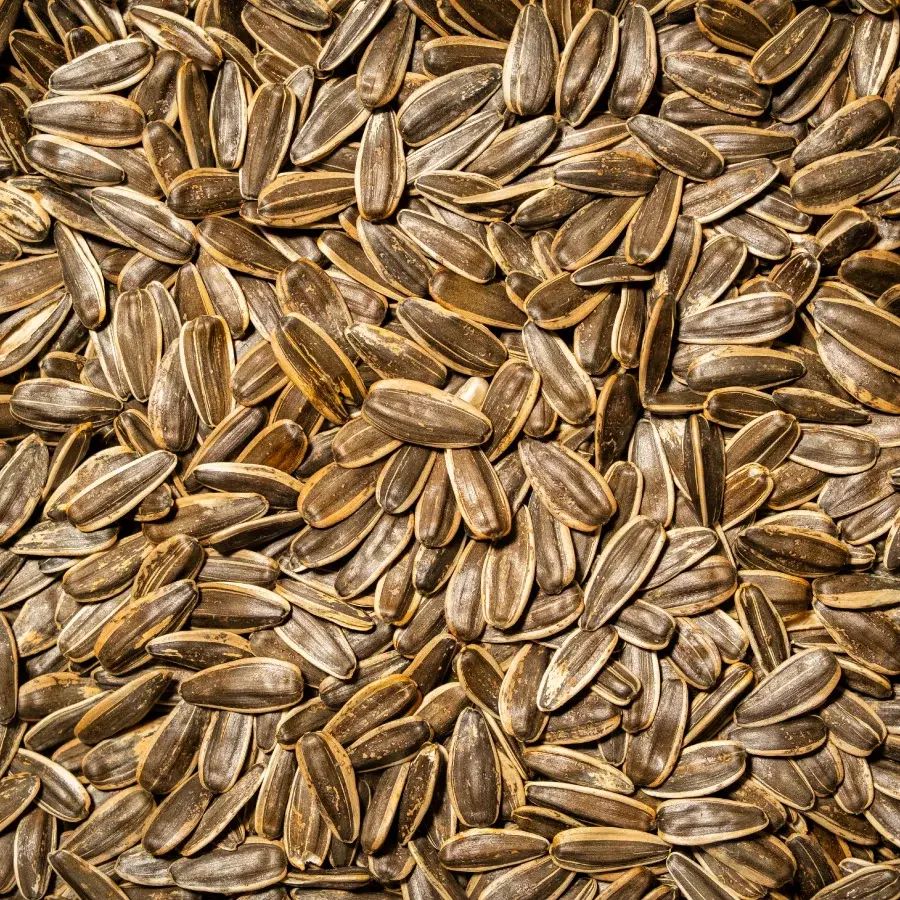 Ay Çekirdeği Yerli Dakota 1 KG