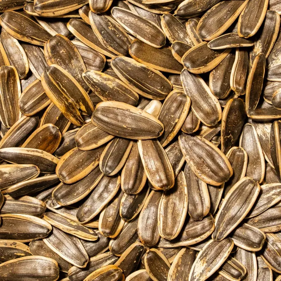 Ay Çekirdeği Yerli Dakota 1 KG