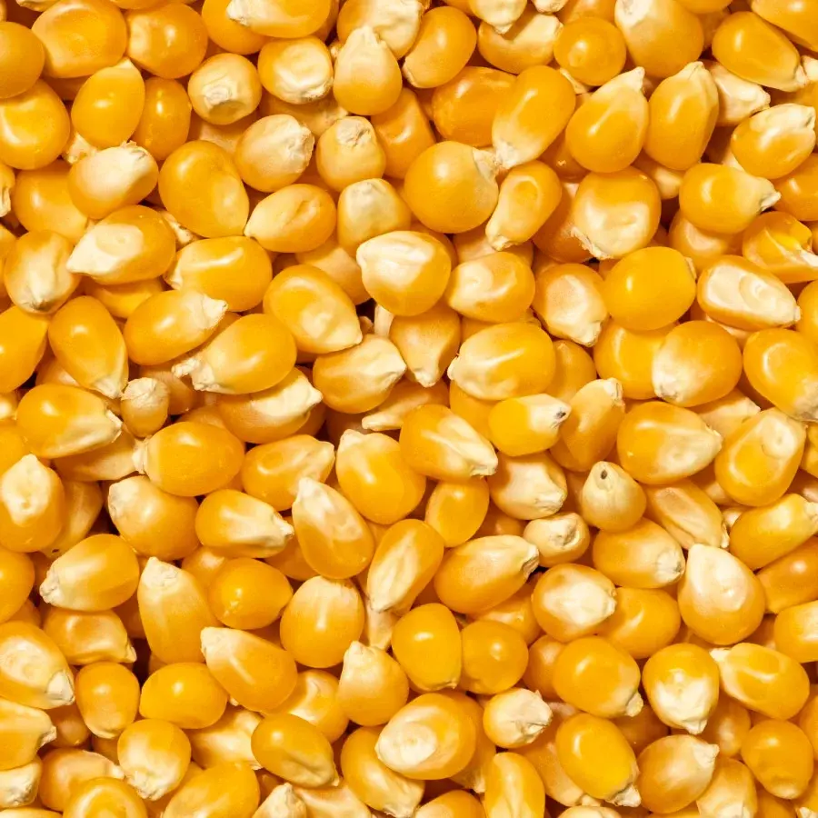 Patlatmalık Mısır 750 Gr Paket