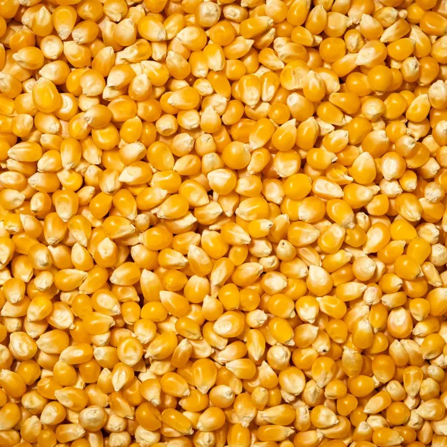 Patlatmalık Mısır 750 Gr Paket