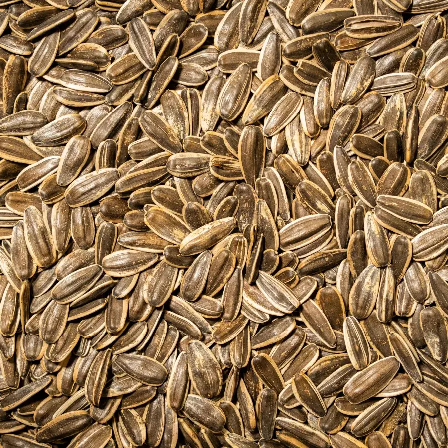 Ay Çekirdeği Dakota Çiğ 150 Gr Paket