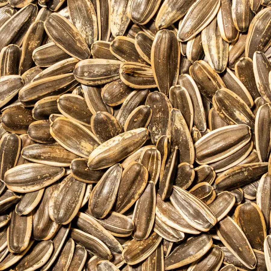 Ay Çekirdeği Dakota Çiğ 150 Gr Paket